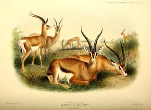Grant's Gazelle Illustration by J. Smit